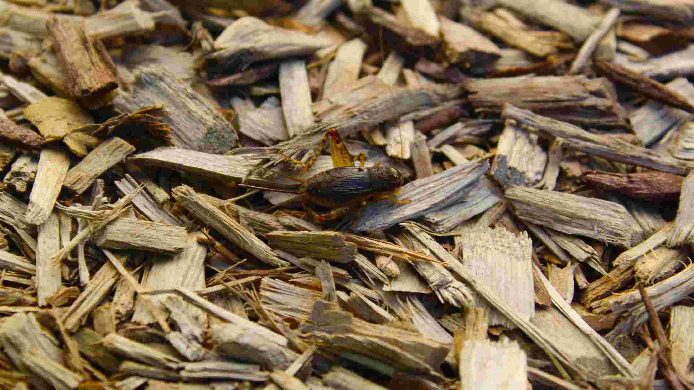 Does Mulch Attract Bugs? [Here’s The Truth]
