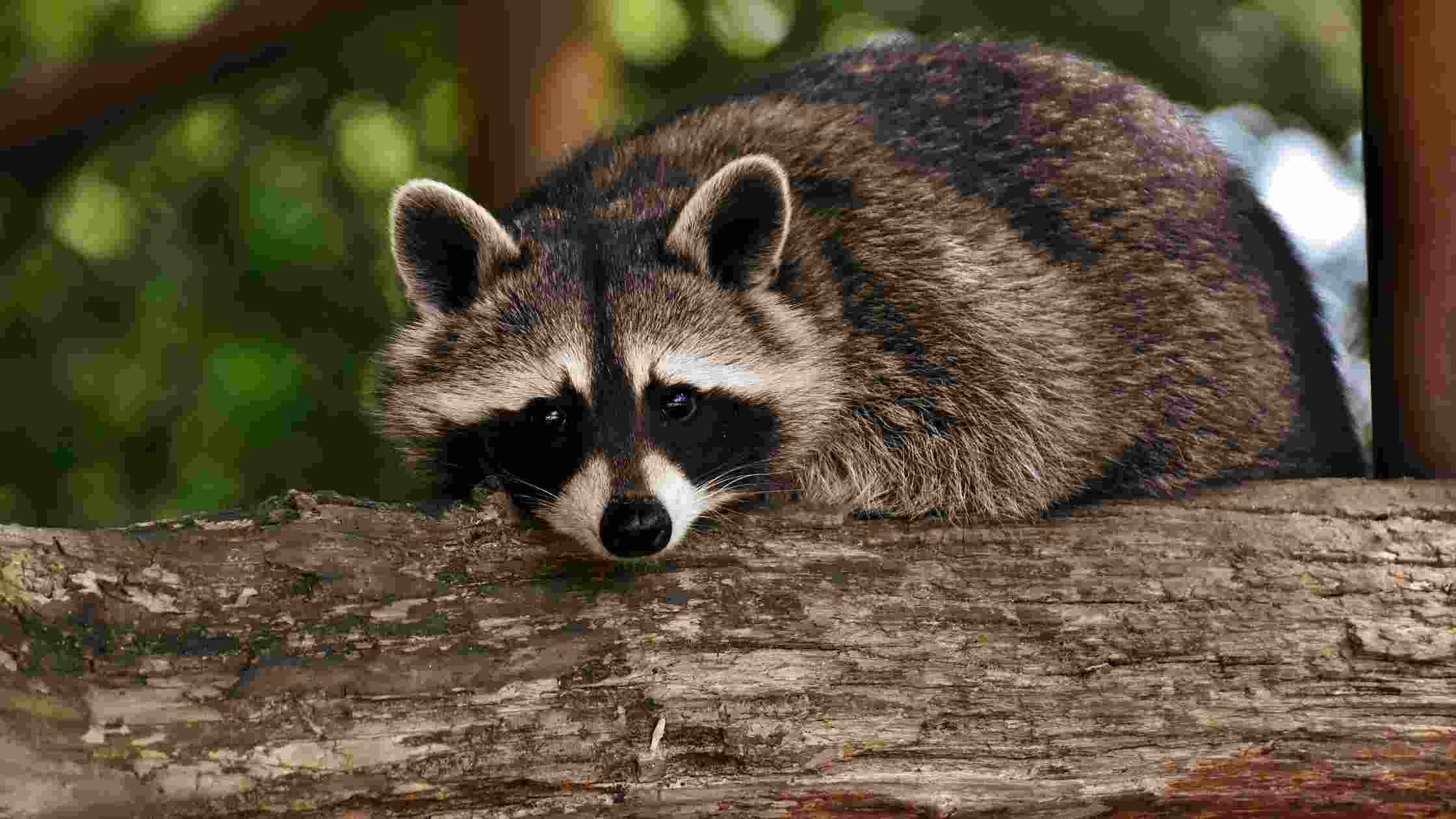 How To Get Rid Of Raccoons Under The Deck [Effective Methods]