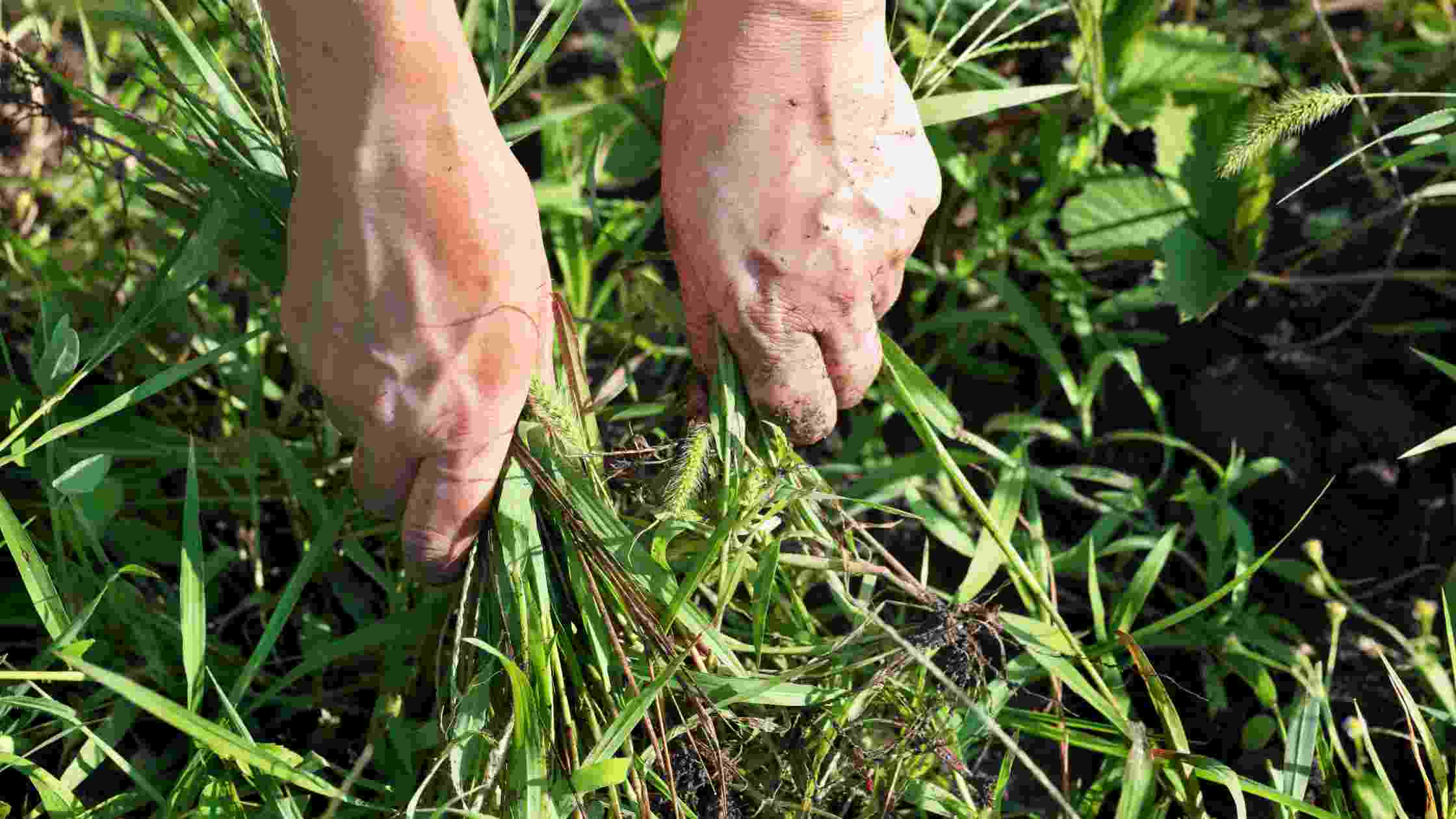 How To Kill Grass And Weeds [Effective Strategies For The Lawn]