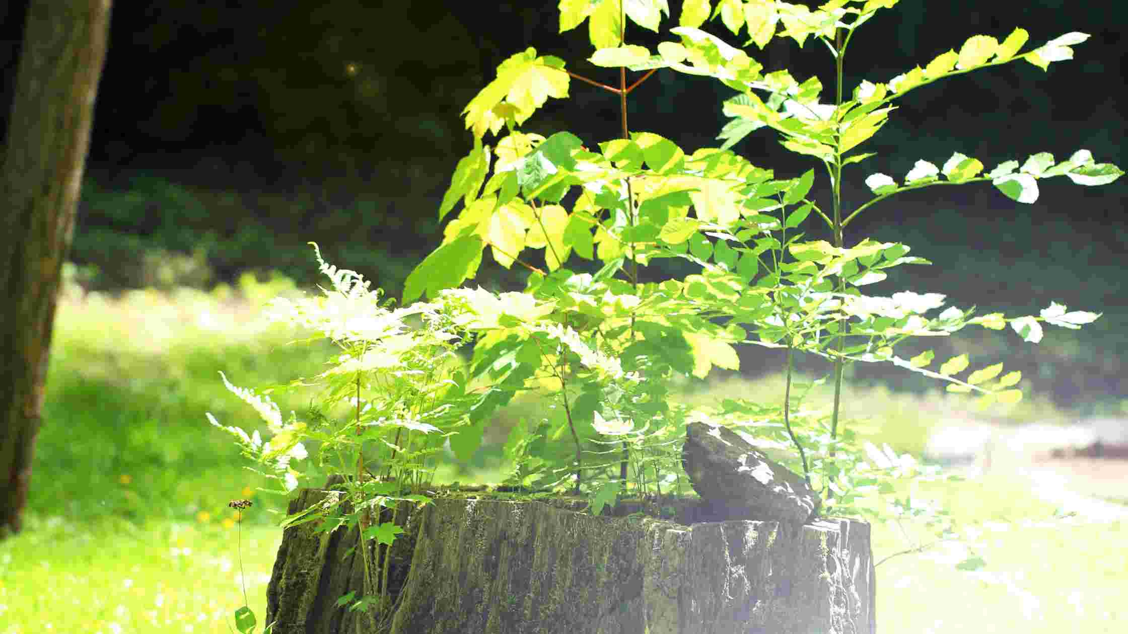 How To Make A Tree Stump Planter [Creative Tree Stump Ideas]